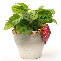 Jardinopia Pot Buddies - Beatrix Potter: Mr Jeremy Fisher