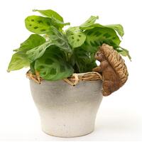 Jardinopia Pot Buddies - Beatrix Potter: Squirrel Nutkin