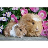 Ravensburger Puzzle 2 x 12pc - Guinea Pigs & Bunnies