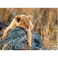 Ravensburger Puzzle 200pc XXL - Little Lion