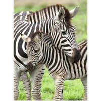 Ravensburger Puzzle 300pc XXL - Zebra Love