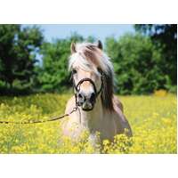 Ravensburger Puzzle 500pc - White Horse