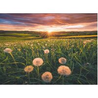 Ravensburger Puzzle 500pc - Dandelions at Sunset