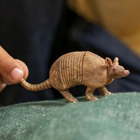 Schleich Wild Life - Armadillo